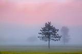 Trees In Sunrise Fog_17235